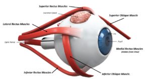 Ein Augenlid ist eine dünne Hautschicht, die das Auge bedeckt und schützt. Das Auge enthält einen Muskel, der das Augenlid zurückzieht, um das Auge entweder freiwillig oder unwillkürlich zu öffnen. Augenlider des Menschen enthalten eine Reihe von Wimpern, die das Auge vor Staubpartikeln, Fremdkörpern und Schweiß schützen. Hauptfunktionen des Augenlids Eine der Hauptfunktionen des Augenlids ist es, das Auge zu schützen und Fremdkörper fernzuhalten. Eine weitere wichtige Funktion des Augenlids ist es, regelmäßig Tränen auf der Oberfläche des Auges zu verteilen, um es feucht zu halten. Bei jedem Blinzeln gibt es einen leichten Pump- oder Quetschmechanismus, der Tränen über das Auge ausdrückt. Außerdem gibt es eine leichte horizontale Bewegung, die die Tränen in Richtung der puncta, des Abflussrohrs für die Tränen drückt, damit sie ordnungsgemäß entsorgt und entwässert werden kann. Augenliddrüsen Das Augenlid enthält verschiedene Arten von Drüsen einschließlich Talgdrüsen, Schweißdrüsen, Tränendrüsen und Meibom-Drüsen . Tränendrüsen, die uns jeden Tag schmierende Tränen geben, sind klein und befinden sich überall im Deckel. Die Tränendrüse, die sich unter dem oberen Augenlid und unter der Körperbahn befindet, sondert Reflextränen ab. Die Tränendrüse sondert Tränen ab, die entstehen, wenn wir emotional weinen oder wenn wir etwas in unser Auge bekommen. Die Tränendrüse versucht, den Schutt wegzuspülen. Augenlidmuskeln Es gibt mehrere Muskeln oder Muskelgruppen, die unsere Augenlidfunktion kontrollieren. Die Muskeln, die uns helfen zu blinken und zu funktionieren, um unser oberes Augenlid in einer normalen Position zu halten, sind: Levator Muskel Mullers Muskel Frontalis Muskel Eine andere größere Muskelgruppe, die sogenannten Orbicularis oculi Muskeln, umgibt die Augen. Diese Muskeln funktionieren, um das Auge kraftvoll zu schließen, wenn wir unser Auge schützen wollen. Die Musculus orbicularis oculi bilden auch Gesichtsausdrücke. Allgemeine Erkrankungen des Augenlids Dermatochalasis – Dermatochalasis ist eine zusätzliche Augenlidhaut, die bei Menschen über 50 Jahren auftritt. Dermatochalasis entwickelt sich als Teil des normalen Alterungsprozesses. Es wird durch Fettprolaps oder Vorwärtsbewegung verursacht und das Augenlidgewebe verliert seinen Ton, wenn wir älter werden. Die Dermatochalasis kann so stark sein, dass sie das obere Gesichtsfeld blockiert. Eine Operation, die als Blepharoplastik bekannt ist , kann durchgeführt werden, um dieses Gewebe zu entfernen und die volle Sehfunktion wiederherzustellen. Entropium – Wenn Sie ein Entropium haben, dreht sich der untere Lidrand zur Oberfläche des Auges hin. Die Wimpern können gegen die Hornhaut und die Bindehaut reiben, was Reizung, Fremdkörpergefühl, Infektion, Narbenbildung und Geschwürbildung der Hornhaut verursacht. Die häufigste Behandlung von Entropium wird mit einer Operation korrigiert. Entropium tritt am häufigsten durch Alterung auf. Das Gewebe und die Muskeln verlieren ihren Tonus und die Haut strafft sich nicht mehr gegen das Auge. Ektropion – Ektropion ist das Gegenteil von Entropium. Das Augenlid wird sich falten oder nach außen drehen oder einfach tiefer sinken. Das Auge wird sichtbar und trocknet aus. Symptome sind Schleimausfluss, sandiges, sandiges Gefühl, Reizung und Narbenbildung. Es ist häufiger, wenn wir älter werden, da die Augenlider Haut und Muskeln Ton verlieren. Eine langjährige Gesichtslähmung kann auch Ektropium verursachen. Wenn der Lidton schwach wird, kann es einfach sein, dass sich das Augenlid nach außen dreht, wenn Sie einfach nachts über Ihr Kissen rollen. Myokymia – Myokymia ist der medizinische Ausdruck eines Augenlidzuckens. Die Haut des Augenlids bewegt sich unwillkürlich. Myokymie kann normalerweise vom Leidenden gefühlt und gesehen werden. Es wird durch extreme Müdigkeit, Stress, Ängste, verbrauchtes überschüssiges Koffein und zu viel Zeit am Computer verursacht. Ruhe und Entspannung sind in der Regel alles, was für Myokymie benötigt wird, um zu lösen. Blepharospasmus – Blepharospasmus ist die abnorme, kraftvolle Kontraktion der Augenlidmuskeln. Die genaue Ursache ist unbekannt und scheint nicht mit anderen Krankheiten in Verbindung zu stehen. Die Symptome beginnen in der Regel langsam, nehmen aber im Laufe der Zeit zu starken Kontraktionen zu, die beide Augenlider betreffen. Es wird normalerweise erfolgreich mit Botox oder Botulinumtoxin behandelt. Augenreizung. Bell-Lähmung – Bell-Lähmung ist eine Lähmung oder Schwäche der Muskeln und Gesichtsnerv auf einer Seite Ihres Gesichts. Dieser Zustand kommt plötzlich auf und wird in der Regel innerhalb von 4-6 Wochen besser, kann aber bis zu sechs Monate anhalten. Leute denken oft, dass sie einen Schlaganfall haben. Bell-Lähmung wird vermutlich durch das Herpes-Virus verursacht, die Fieberbläschen verursacht, die in Zeiten von Stress reaktivieren.