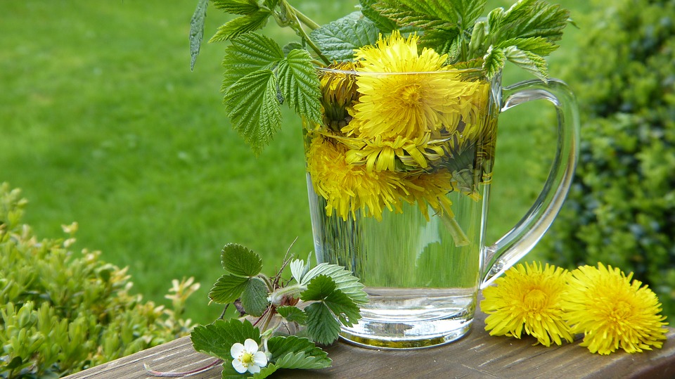 Löwenzahn-Tee-für-Leber-Detox-gesunde-Haut-und-Magen