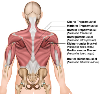 Rücken Region Latissimus Dorsi