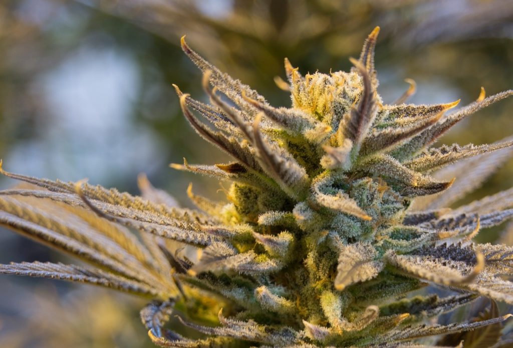 Feuilles mûres de cannabis et fleurs de la plante recouvertes de trichomes