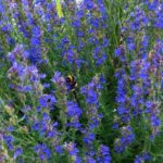 Ysop - Wirkung von Gewürz und Heilpflanze Bienenkraut