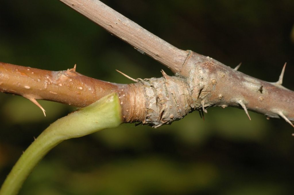 Ginseng (oder Panax Ginseng) ist ein bekanntes Adaptogen