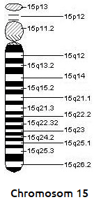 chromosom_15_pater_willi_syndrom