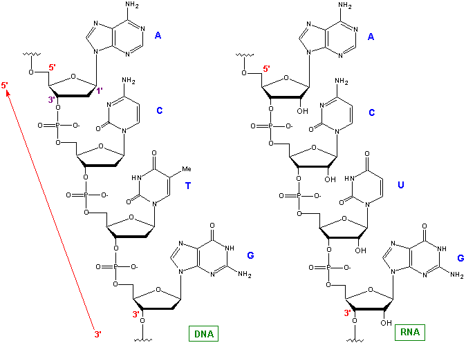 rna_molekuele_prader_willi_syndrom