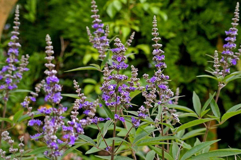 Keuschlamm-Keuschbaum-Vitex-Moenchspfeffer_vorteile_wirkung