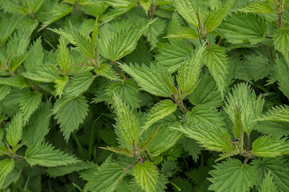 Brennnessel- Tee Salbe und Vorteile der Heilpflanze