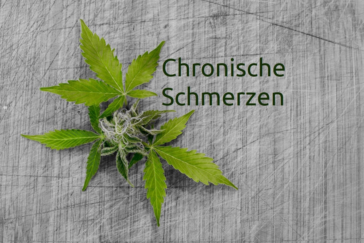 CBD gegen chronische Schmerzen