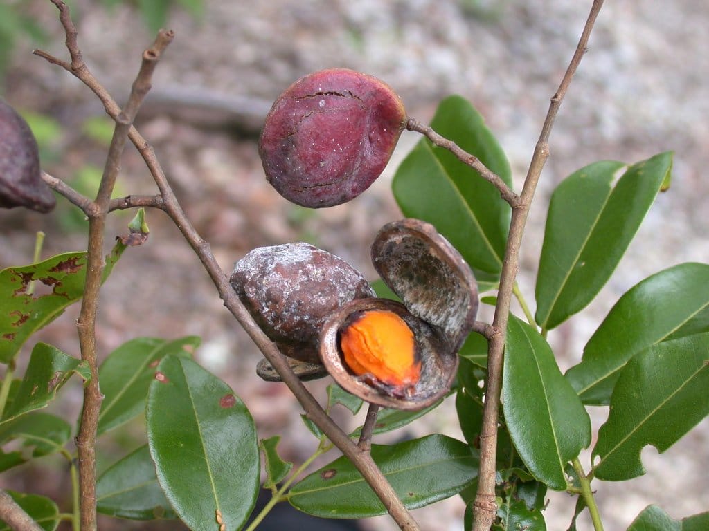 Copaiba Öl Anwendung