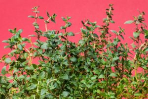 Wofür ist Thymian gut? Vorteile und Wirkung