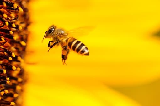 bienen_produzenten_natur_rohhonig_roher_honig