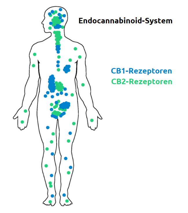 Endocannabinoid-System-Zweck