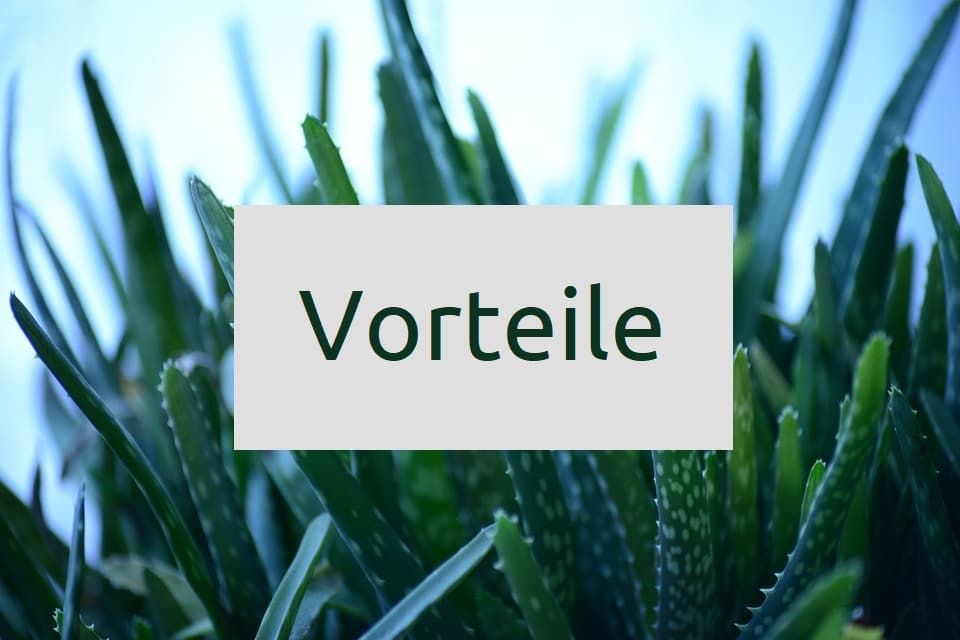 Vorteile von Aloe Vera Saft