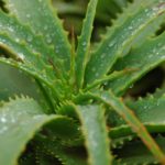 aloe-vera-saft-vorteile-gesundheit-trinken