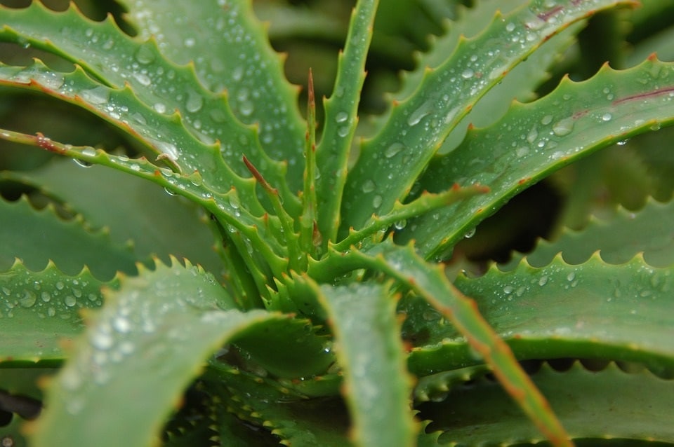 aloe-vera-saft-vorteile-gesundheit-trinken