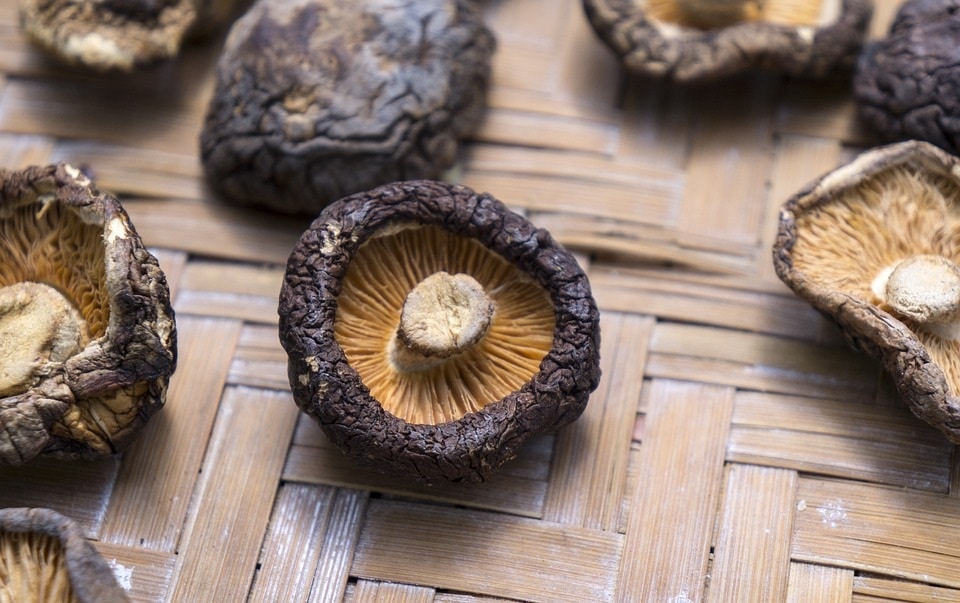 Shiitake-Pilz - Vorteile und Heilwirkungen