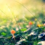 Heilpilze: Liste der besten Pilze und ihre Heilwirkung