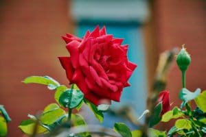 Ätherisches Rosenöl wirkt sich positiv auf Haut, Depressionen und Hormone aus