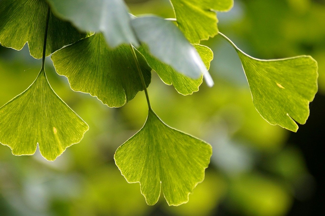 Ginkgo Biloba: Nutzen für die Gesundheit, Nutzen und Risiken