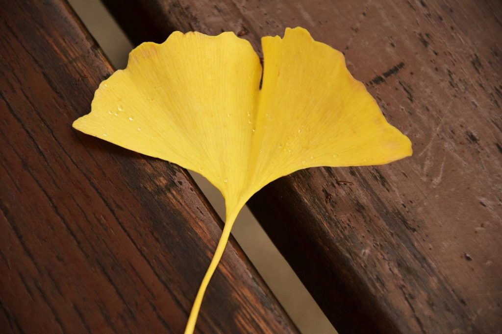 Ginkgo Biloba Nutzen für die Gesundheit Nutzen und Risikenjpg