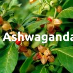 ashwagandha-pflanze-wirkung-anwendung-risiken