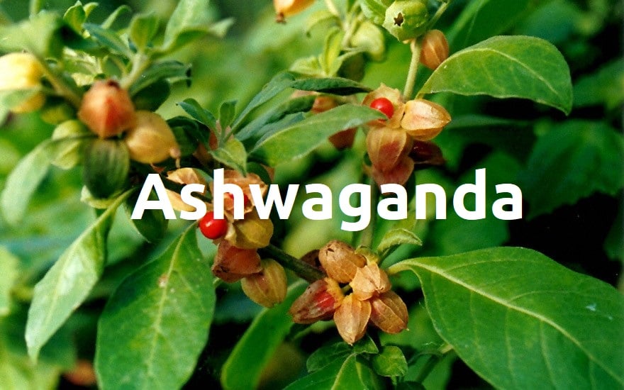 ashwagandha-pflanze-wirkung-anwendung-risiken