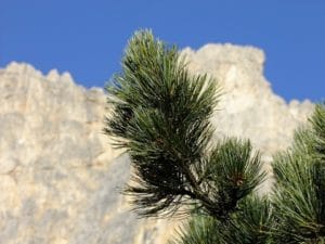 Die Zirbe - Eigenschaften und Wirkung von Zirbenholz
