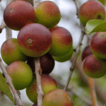 camu-camu-beere-kirsche-frucht-vorteile