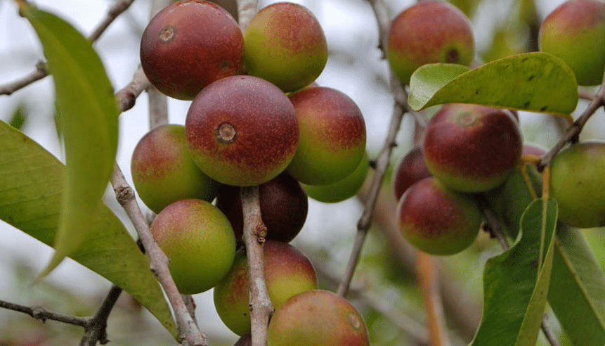 camu-camu-beere-kirsche-frucht-vorteile