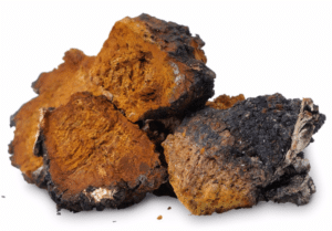 Chaga-Pilz: 5 Vorteile und wie man Chaga-Tee macht