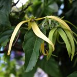 Ylang Ylang fördert die Gesundheit Stimmung und Energie des Herzens