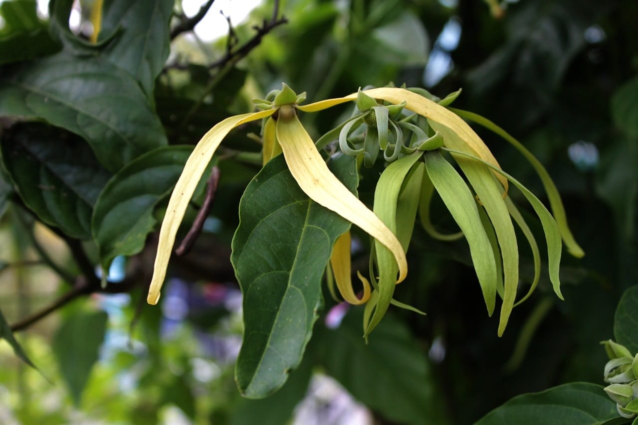 Ylang Ylang fördert die Gesundheit Stimmung und Energie des Herzens