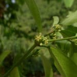 Gymnema sylvestre