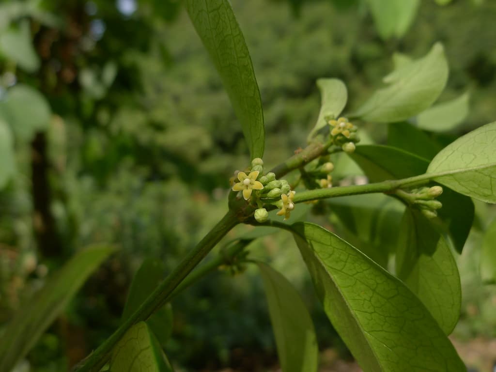 Gymnema sylvestre