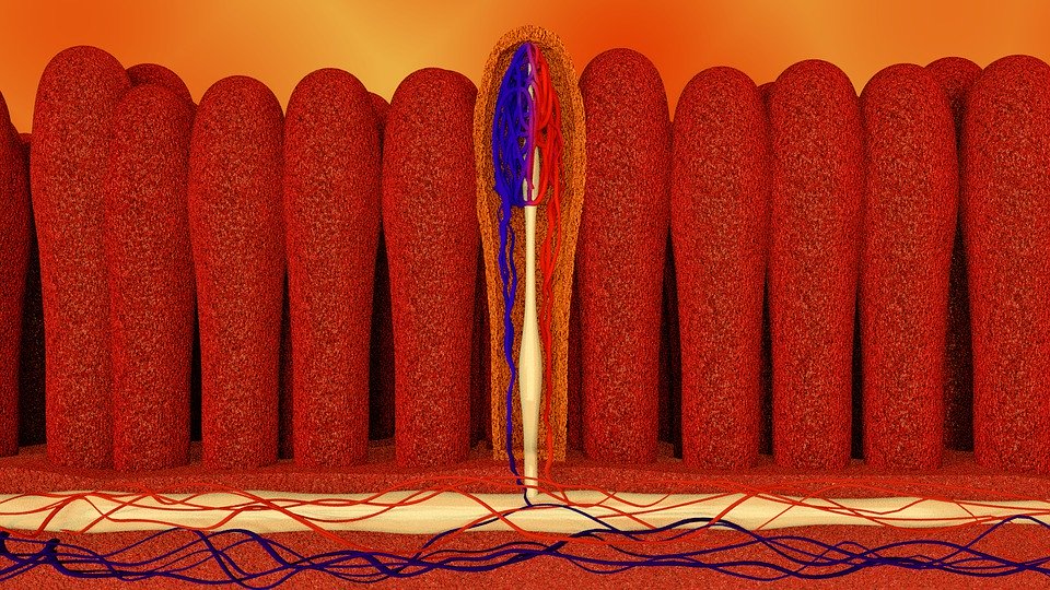 Leaky Gut Syndrom - Ursachen und Anzeichen für einen undichten Darm