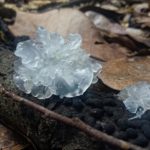 Tremella fuciformis - Silberohr