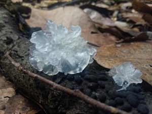 Tremella fuciformis - Silberohr