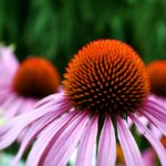 9 Vorteile und Verwendung von Echinacea - von Erkältungen bis hin zu Krebs