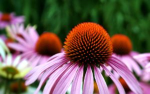 9 Vorteile und Verwendung von Echinacea - von Erkältungen bis hin zu Krebs