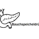 Bauchspeicheldrüse - Funktion und Erkrankung