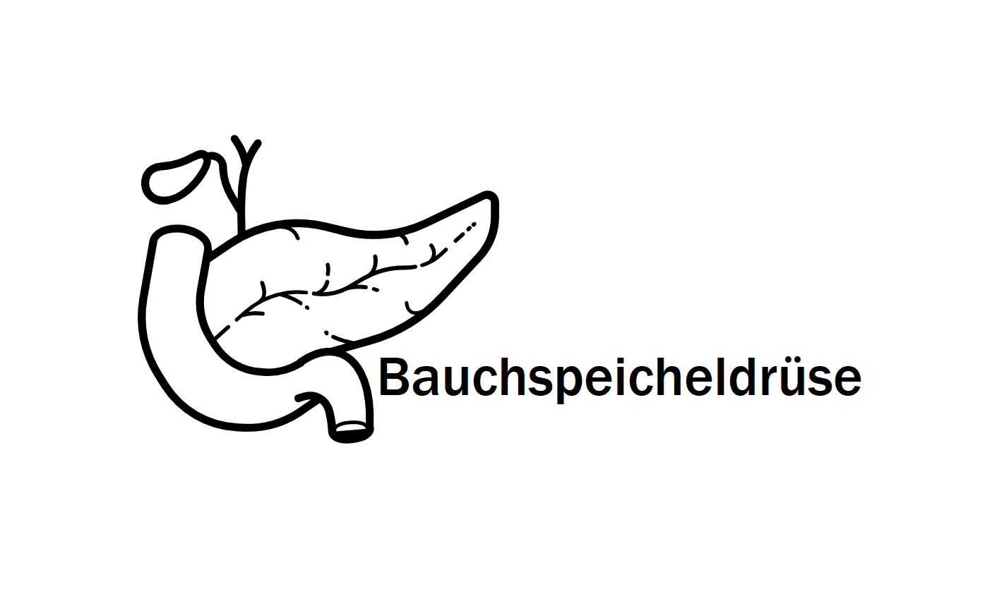 Bauchspeicheldrüse - Funktion und Erkrankung