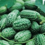 Cucamelon - Vorteile des Superfoods für die Gesundheit