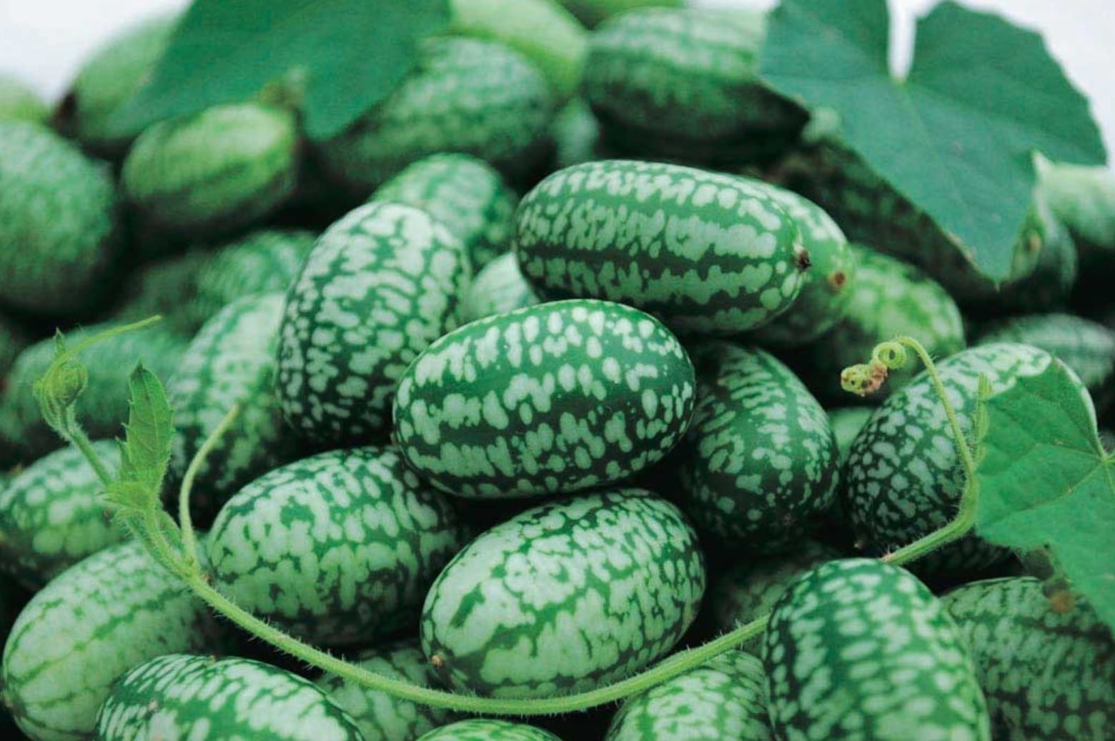 Cucamelon - Vorteile des Superfoods für die Gesundheit