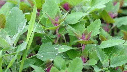 Babchi-Psoralea-Corylifolia-harzklee » Medizin - Fitness - Ernährung