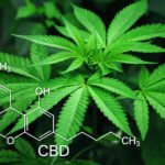 Nicht alle CBD-Öle sind gleich: Darum ist Qualität wichtig