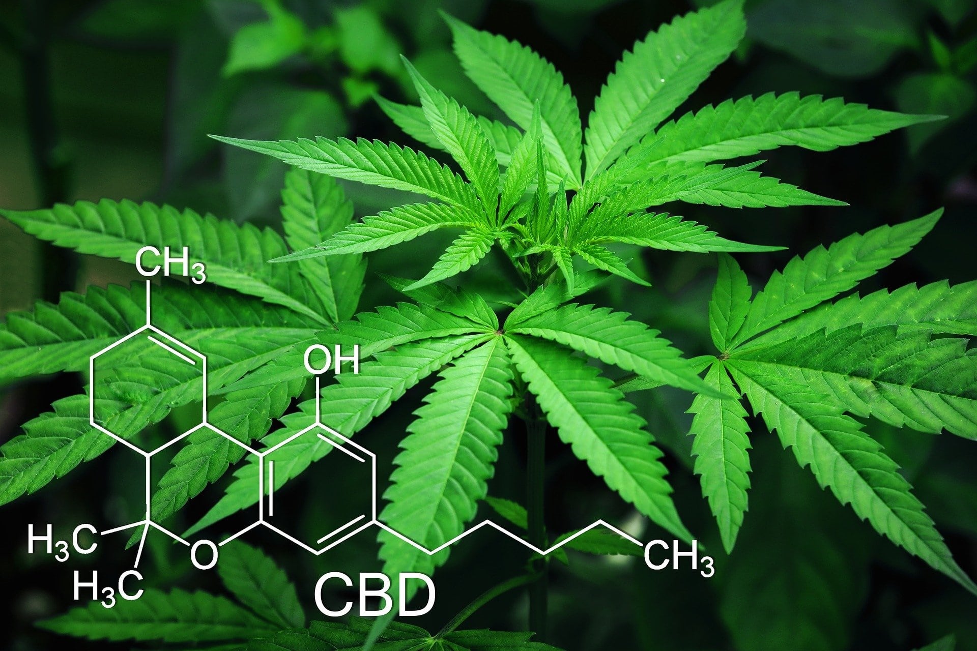 Nicht alle CBD-Öle sind gleich: Darum ist Qualität wichtig