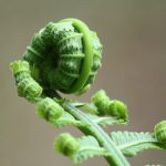 Was sind Fiddleheads? Wie man diese essbaren Farnspitzen verwendet