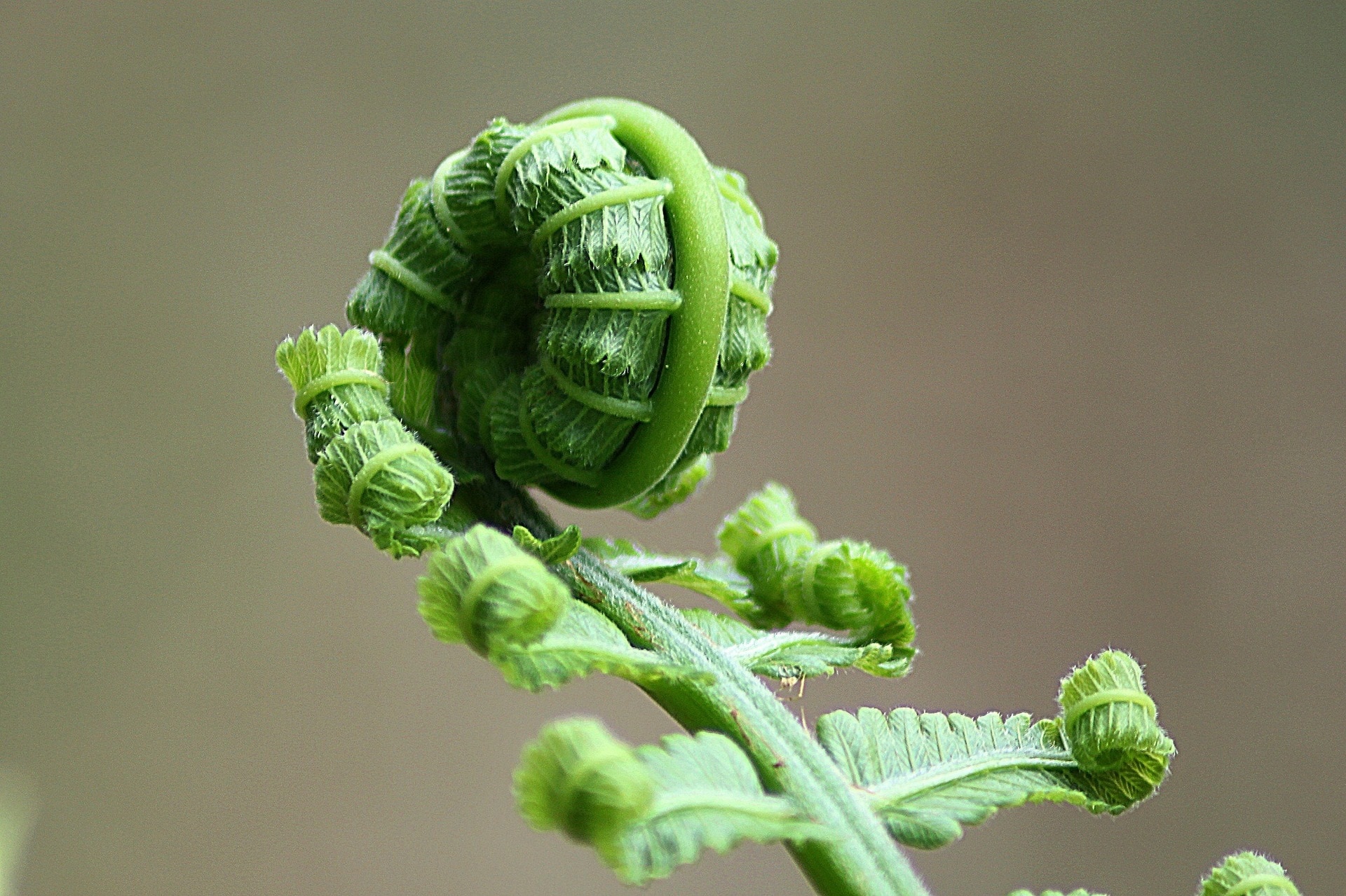 Was sind Fiddleheads? Wie man diese essbaren Farnspitzen verwendet