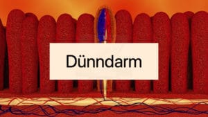 Was macht der Dünndarm?