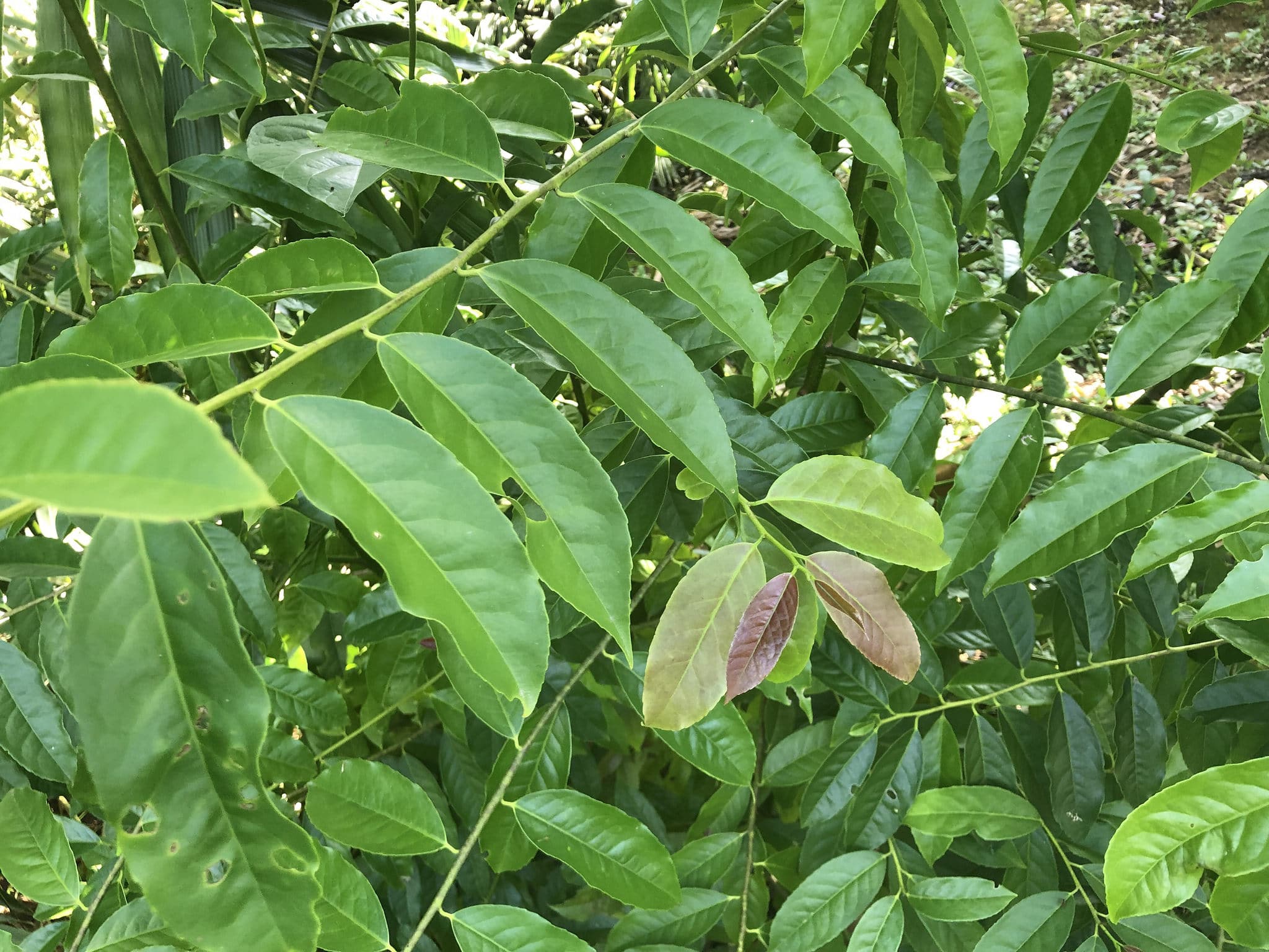 Guayusa Tee Kräuter Vorteile Wikrung