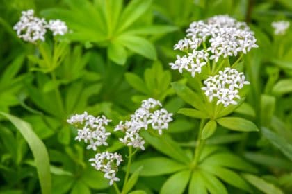 Gesundheitliche Vorteile von Waldmeister - Wundheilung und Entzündung